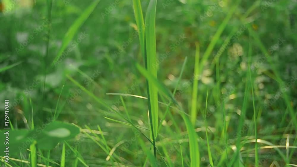 closeup of green grass moves from a wind closeup of green grass moves from a wind