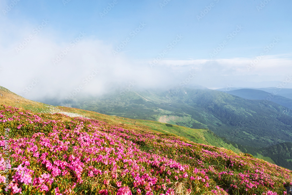 Obraz premium Rhododendrons bloom in a beautiful location in the mountains. Flowers in the mountains. Blooming rhododendrons in the mountains on a sunny summer day. Dramatic unusual scene. Carpathian, Ukraine