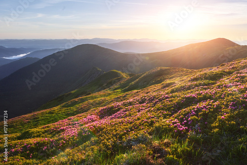 Fototapeta Naklejka Na Ścianę i Meble -  Rhododendrons bloom in a beautiful location in the mountains. Beautiful sunset. Blooming rhododendrons in the mountains on a sunny summer day. Carpathian, Ukraine.