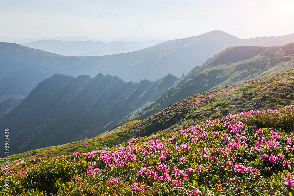 Rhododendrons bloom in a beautiful location in the mountains. Flowers in the mountains. Blooming rhododendrons in the mountains on a sunny summer day. Dramatic unusual scene. Carpathian, Ukraine Rhododendrons bloom in a beautiful location in the mountains. Flowers in the mountains. Blooming rhododendrons in the mountains on a sunny summer day. Dramatic unusual scene. Carpathian, Ukraine