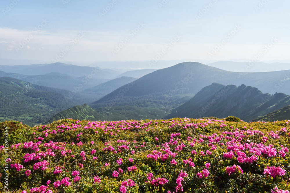 Rhododendrons bloom in a beautiful location in the mountains. Flowers in the mountains. Blooming rhododendrons in the mountains on a sunny summer day. Dramatic unusual scene. Carpathian, Ukraine
