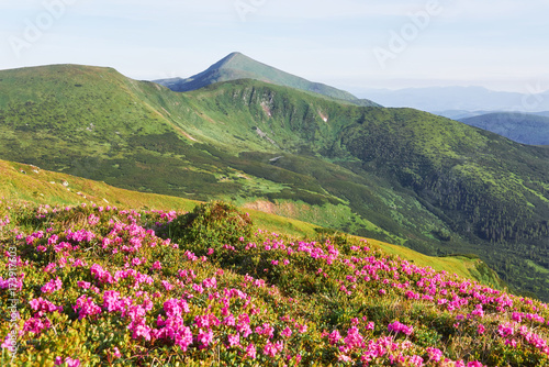 Rhododendrons bloom in a beautiful location in the mountains. Flowers in the mountains. Blooming rhododendrons in the mountains on a sunny summer day. Dramatic unusual scene. Carpathian  Ukraine