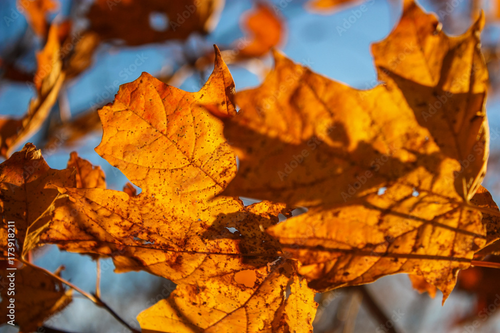 golden leafs in a tree golden leafs in a tree