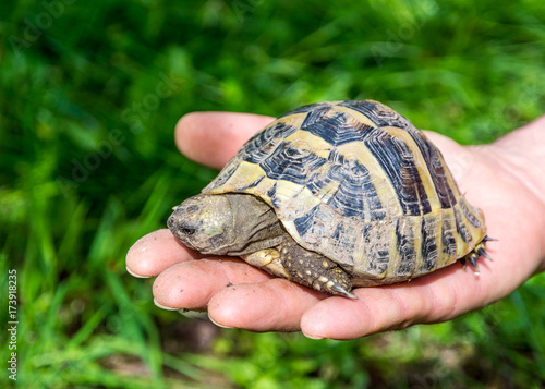 baby turtle on the hand. Geochelone sulcata