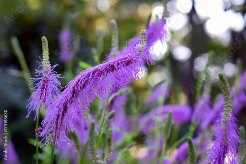 Pink lavender flowers of Sanguisorba hakusanensis, also called Korean mountain burnet or lilac squirrel. photo