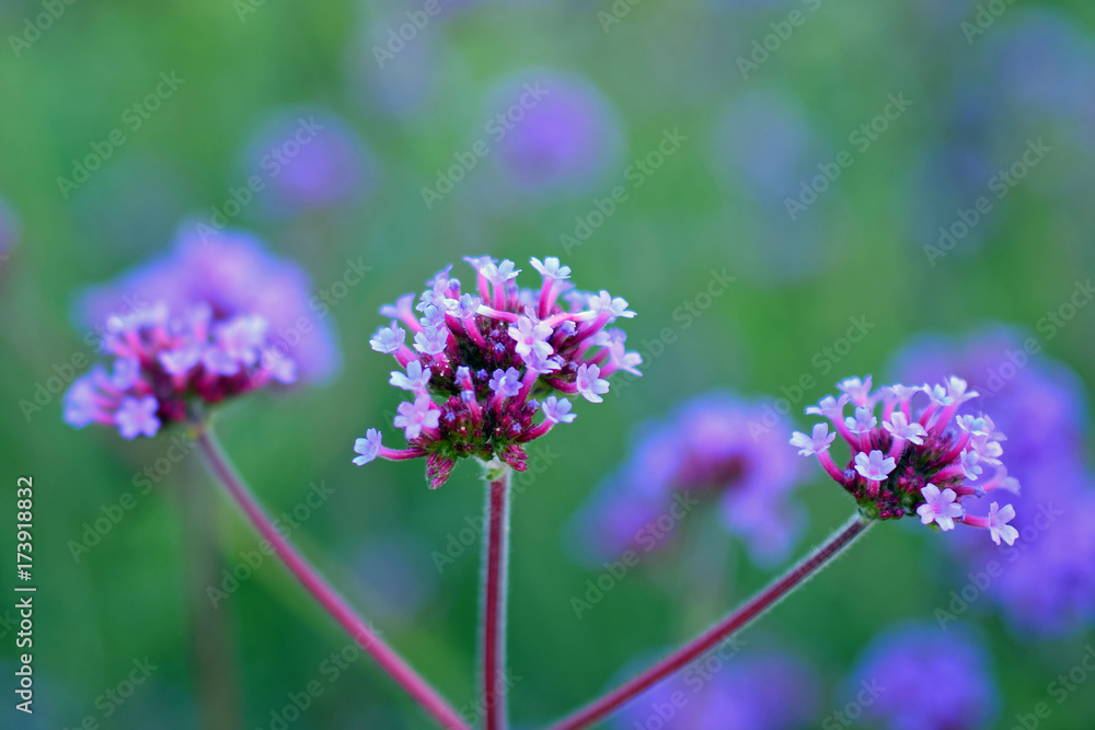 Verbena bonariensis, also know as purpletop vervain, clustertop vervain, Argentinian vervain, tall verbena or pretty verbena Verbena bonariensis, also know as purpletop vervain, clustertop vervain, Argentinian vervain, tall verbena or pretty verbena