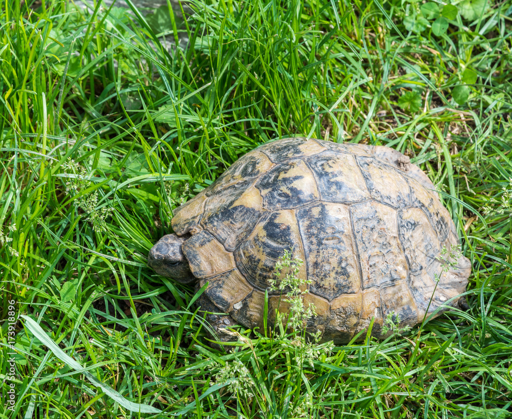 turtle walking on grass. Geochelone sulcata turtle walking on grass. Geochelone sulcata