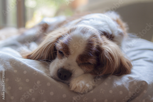 お昼寝犬