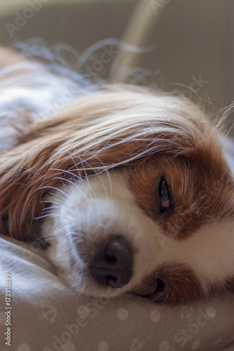 寝起きな犬