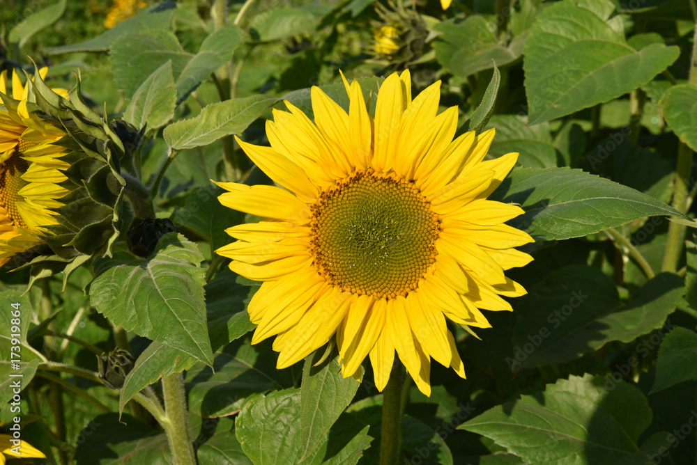 Tournesol jaune en été au jardin Tournesol jaune en été au jardin