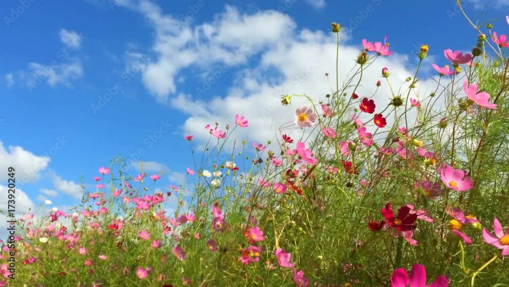 cosmos flower field with blue sky background cosmos flower field with blue sky background