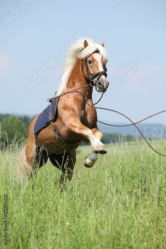 Fototapeta Naklejka Na Ścianę i Meble -  Amazing haflinger stallion prancing in beautiful nature