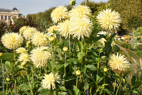 Fototapeta Naklejka Na Ścianę i Meble -  Dahlia cactus jaune en été au jardin