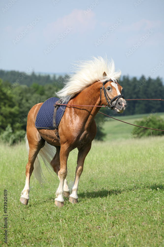 Amazing haflinger stallion prancing in beautiful nature Amazing haflinger stallion prancing in beautiful nature