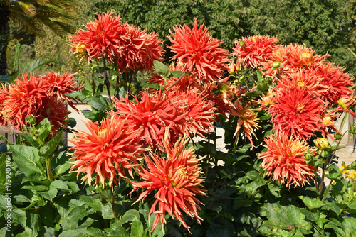 Fototapeta Naklejka Na Ścianę i Meble -  Dahlia cactus rouge en été au jardin