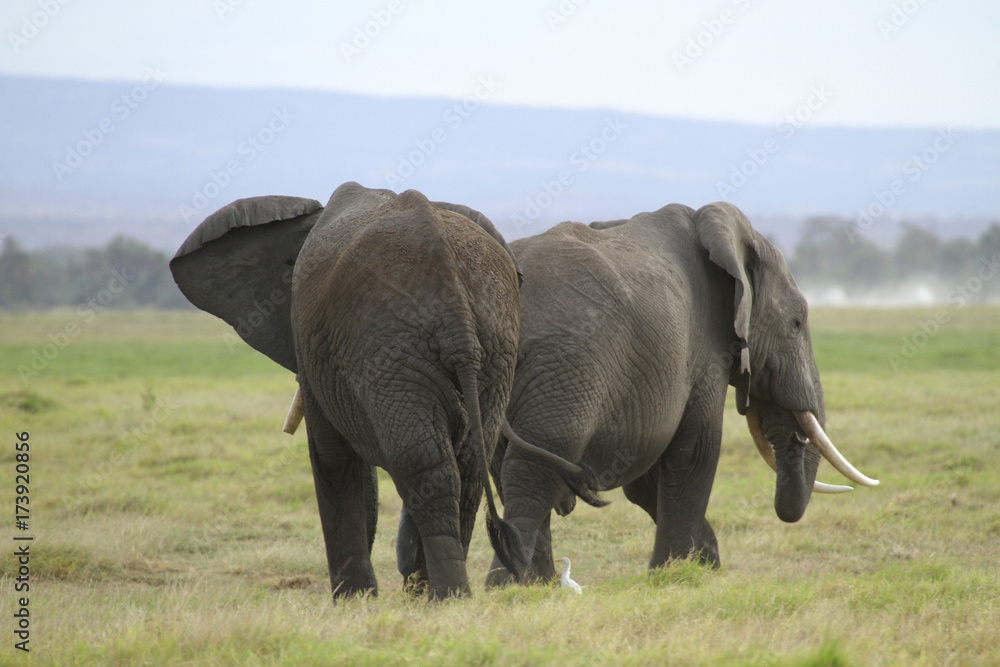 Obraz premium Afrikanische Elefanten (Loxodonta africana), Amboseli, Nationalpark, Kenia, Ostafrika