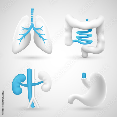 Human organs on a white background gray objects. Vector illustration 