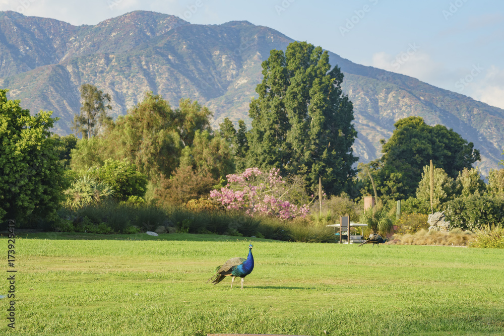 Fototapeta premium Beautiful peacock walking around