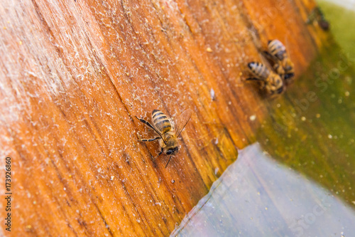 Bees drinking water at the summer.