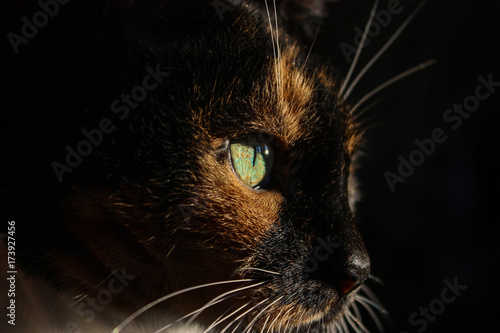 Fototapeta Naklejka Na Ścianę i Meble -  portrait of a cat with green eyes