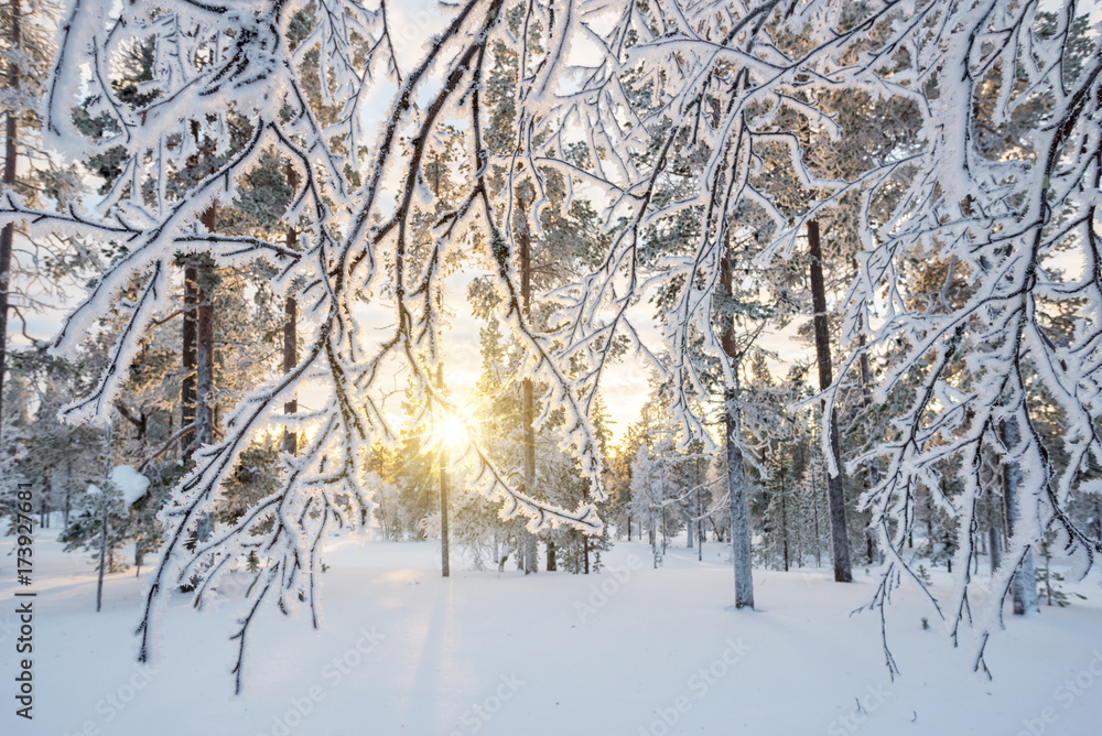Snowy landscape at sunset, frozen trees in winter in Saariselka, Lapland, Finland Snowy landscape at sunset, frozen trees in winter in Saariselka, Lapland, Finland