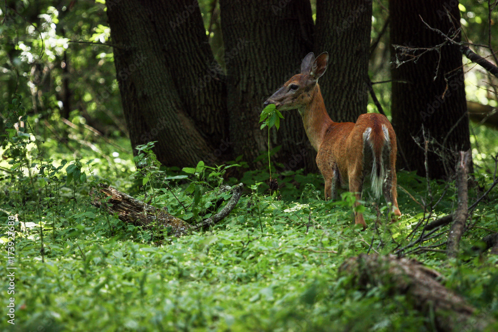 deer in the forest eating some grass