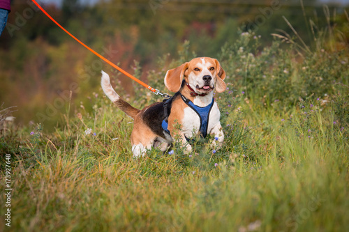 Beagle Mantrailing