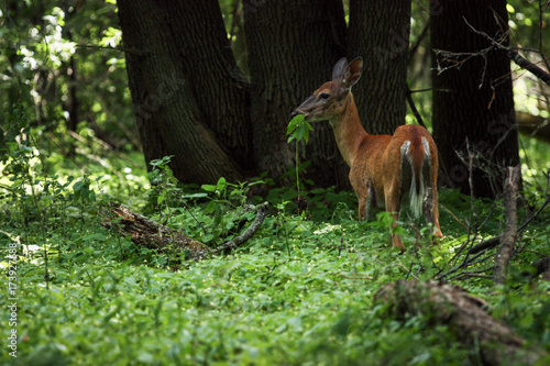 Fototapeta Naklejka Na Ścianę i Meble -  deer in the forest eating some grass