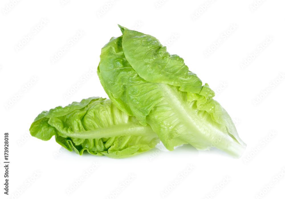 fresh baby cos on white background fresh baby cos on white background