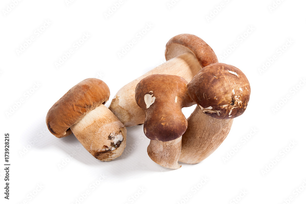 Several porcini mushrooms known as boletus edulis isolated on white background. Several porcini mushrooms known as boletus edulis isolated on white background.