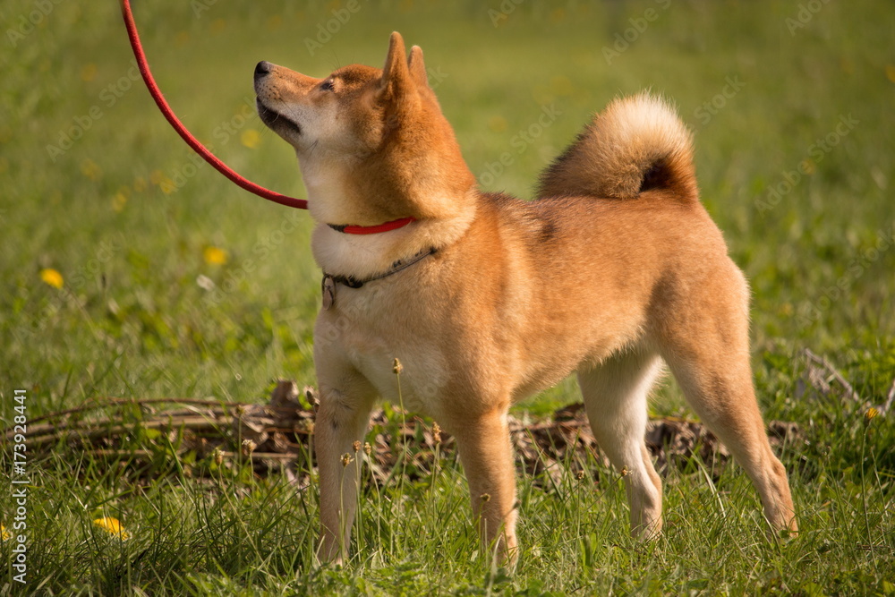 un chien shiba inu en position debout et qui écoute son maître un chien shiba inu en position debout et qui écoute son maître