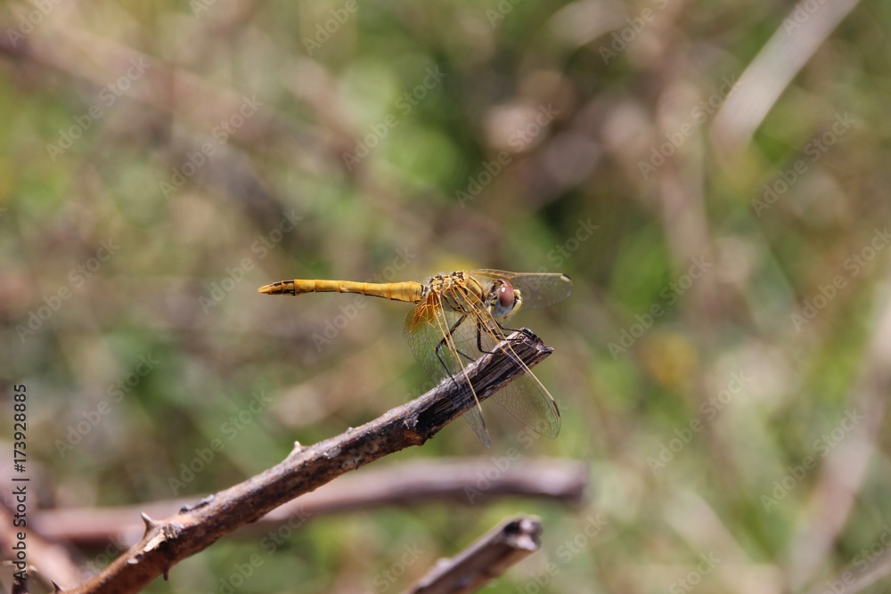 Yellow dragonfly, Liguria, Italy Yellow dragonfly, Liguria, Italy