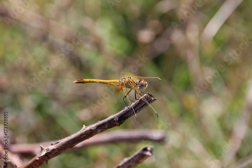 Yellow dragonfly, Liguria, Italy © Renzo