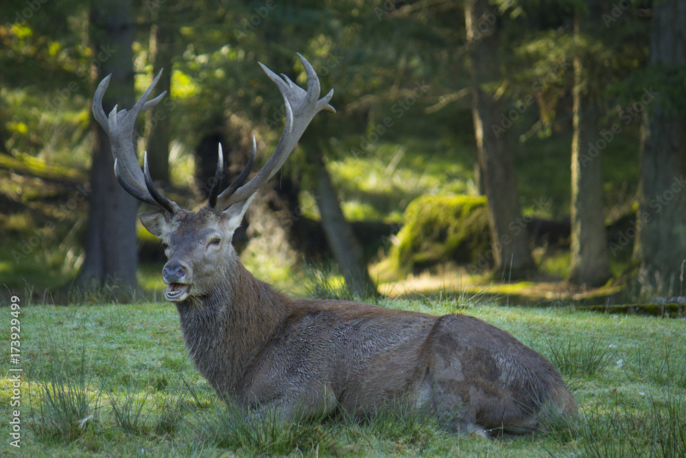 Cerf se reposant en foret Cerf se reposant en foret