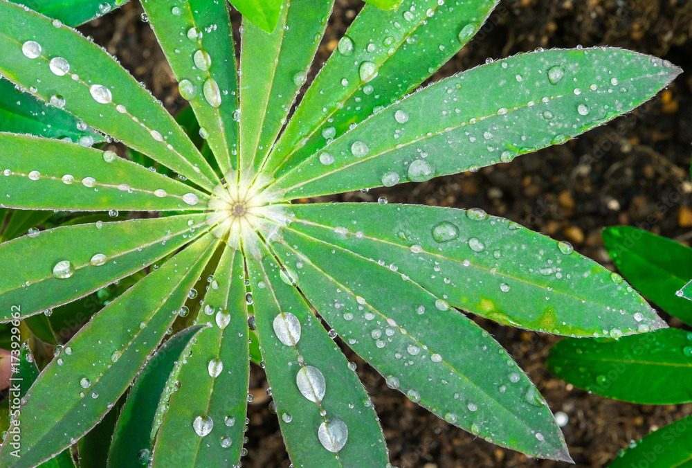 Close-up of a leaf and water drops on it background Close-up of a leaf and water drops on it background