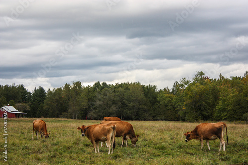 Cows eating grass in a field © S. Lemyre