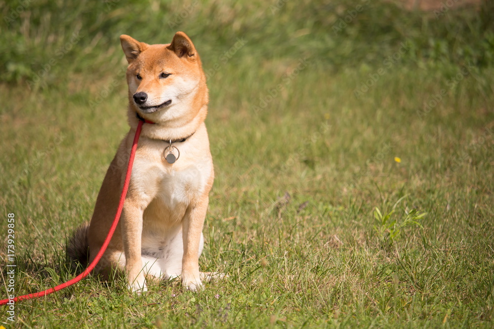 chien shiba inu en position assis avec une laisse rouge