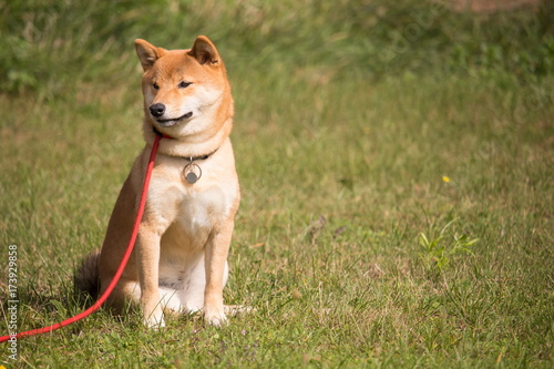 chien shiba inu en position assis avec une laisse rouge