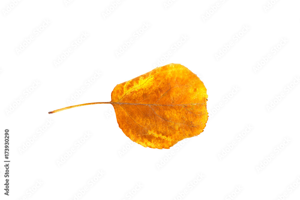 Naklejka premium yellow leaf isolated on white background