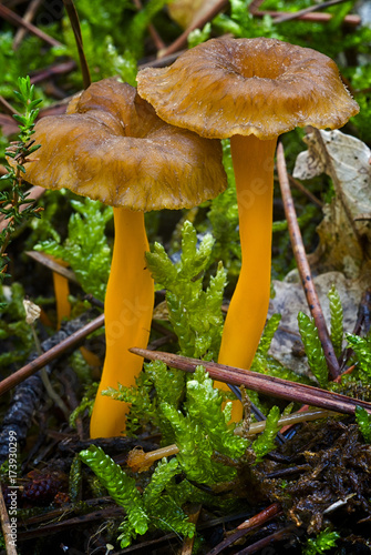 Yellowfoot (Cantharellus lutescens), wild mushrooms edible in moss