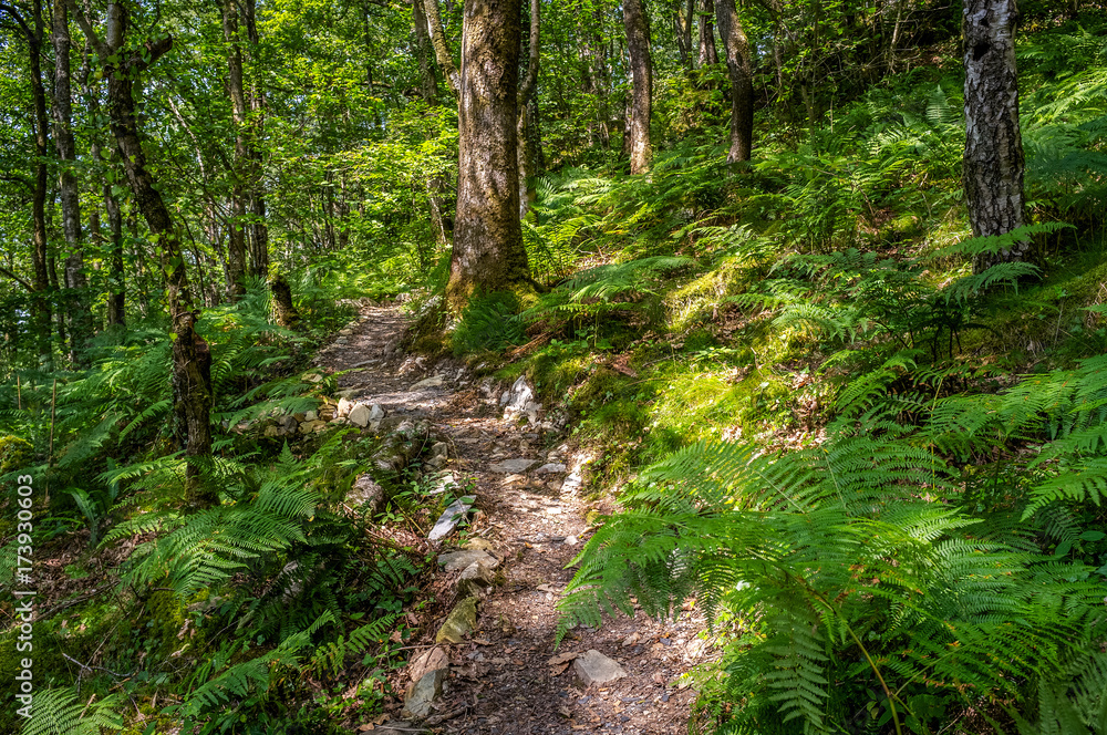 Obraz premium Path leading through lush green forest in Snowdonia National Park, Wales, United Kingdom, Europe.