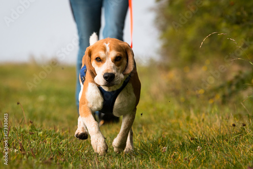 Beagle Mantrailing