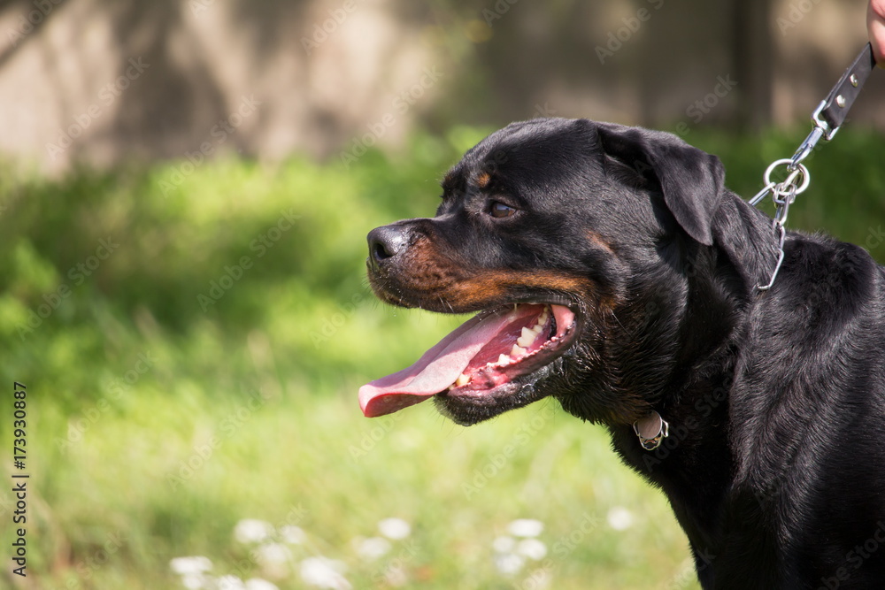 portrait du profil d'un chien rottweiler avec une laisse portrait du profil d'un chien rottweiler avec une laisse