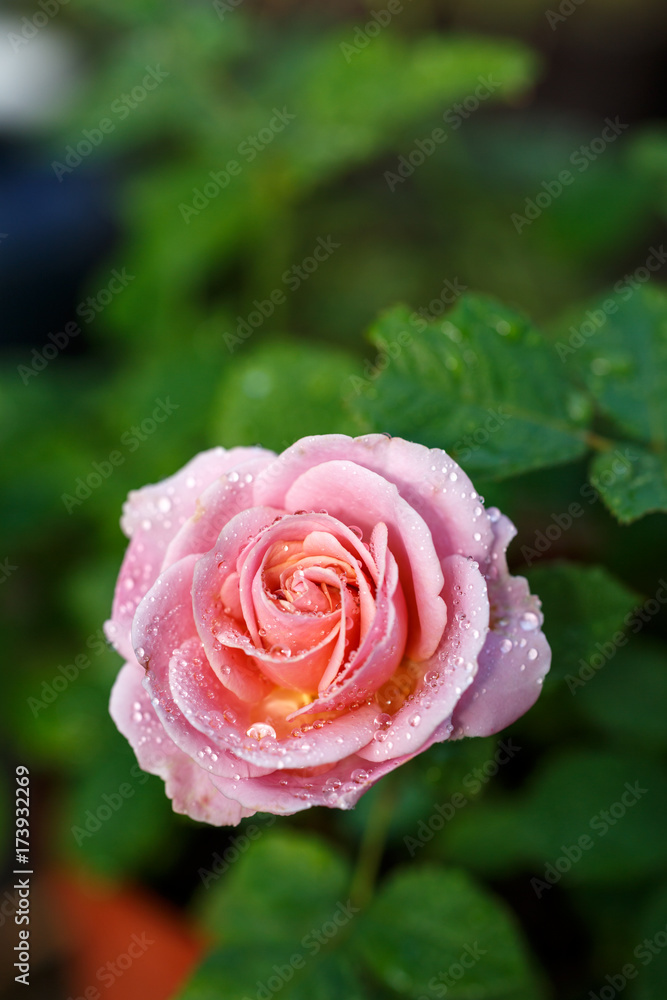 薔薇の花 薔薇の花