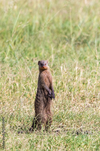 Banded mongoose standing up and watching
