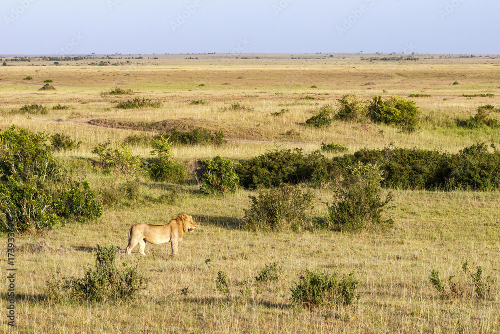 Male lion and a view of Masai Mara savannah Male lion and a view of Masai Mara savannah