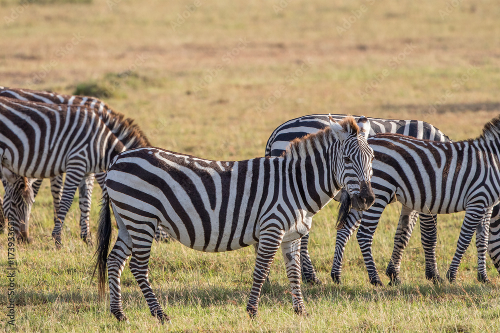 Flock of zebras on the grass savanna Flock of zebras on the grass savanna