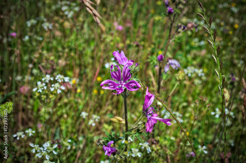 Wild plant flower at meadow  damaged by insects 