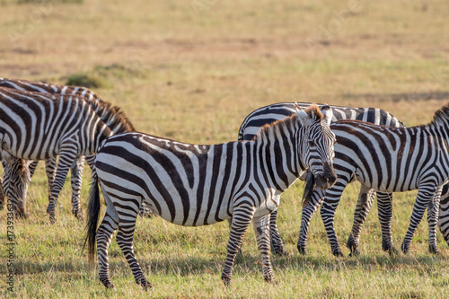 Flock of zebras on the grass savanna