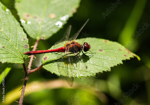 Common Darter Dragonfly on Leaf © MargaretClavell